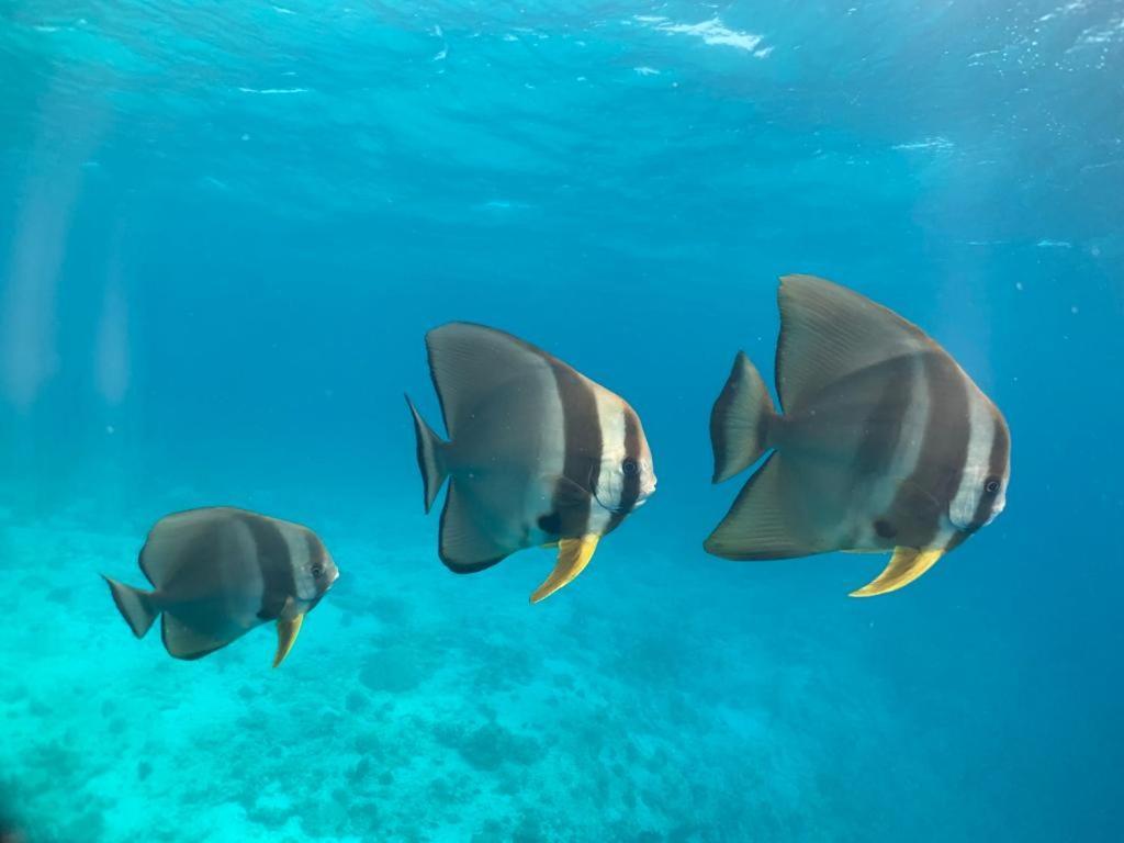 Beach Star Maldives Hangnaameedhoo Bagian luar foto